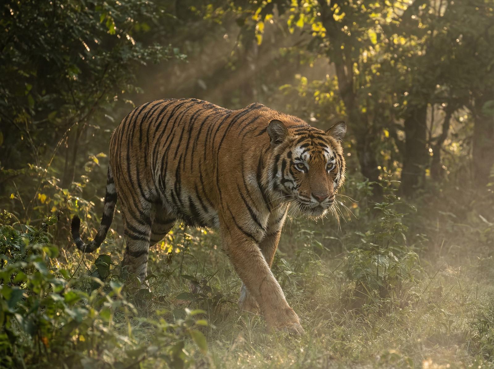 国产自拍老虎丛林视频